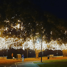 Fairy Lights at Mowbray Park